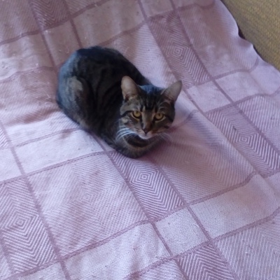 Котик Джесси